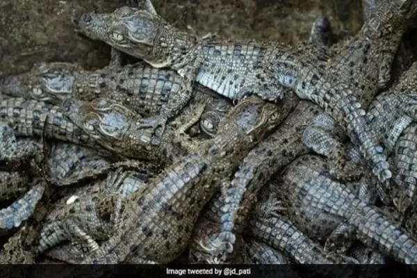 Baby Saltwater Crocodiles have been born in Bhitarkanika